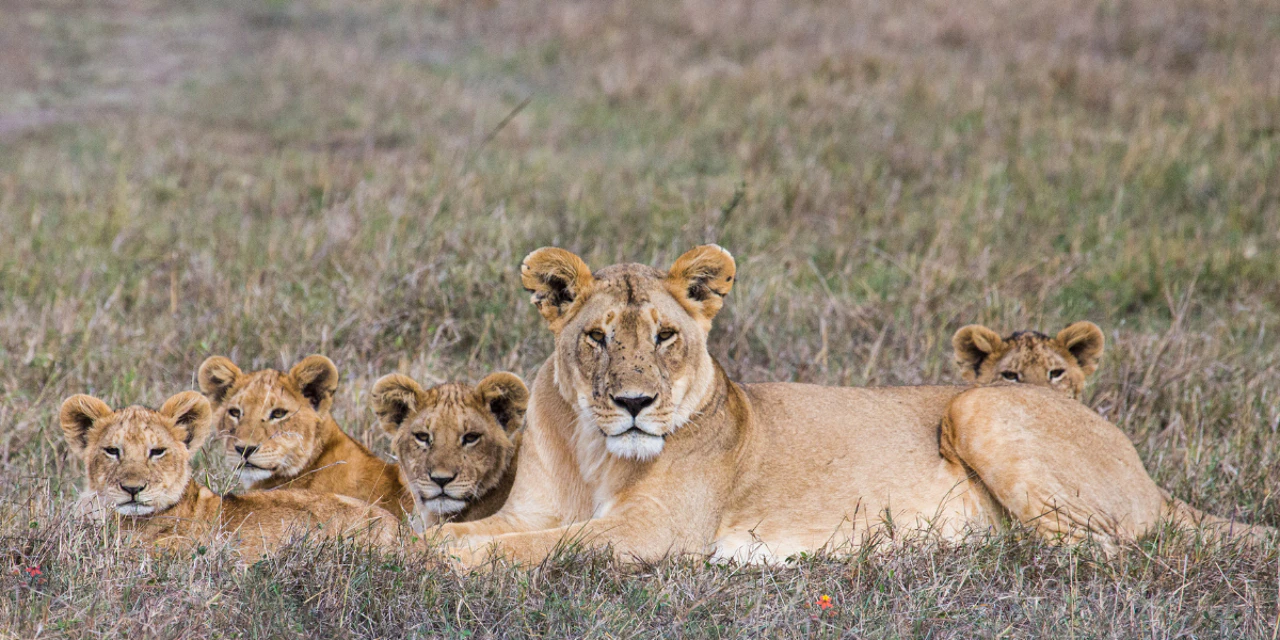 lion en Tanzanie - Tailormade Travels - organisateur de voyage sur mesure